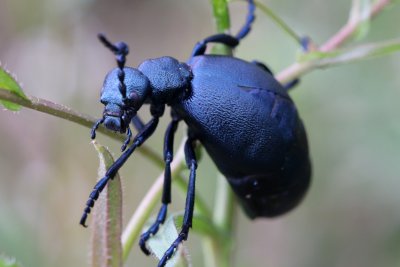 Meloe proscarabaeus is a European oil beetle living in meadows and field margins .