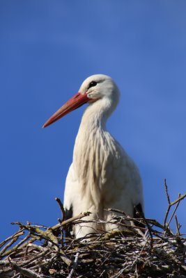 IMG_1767