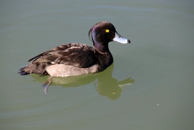 Le fuligule morillon est un canard plongeur de 40  47cm de long . Le mle a un plumage noir et des flancs blancs.