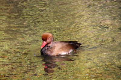 Nette rousse se mirant dans l'eau