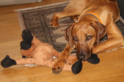 Touche pas à mon jouet! - Do not touch my toy!