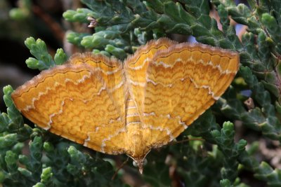 La Brocatelle  dore est un papillon de nuit de 3cm d'envergure. On peut le voir voler de jour dans les gramines.