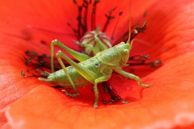 Mr Grasshopper in a poppy
