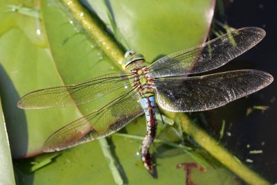 IMG_3925