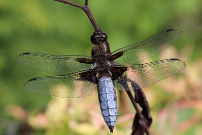 Libellule déprimée mâle dans mon jardin - Libellula depressa in my garden