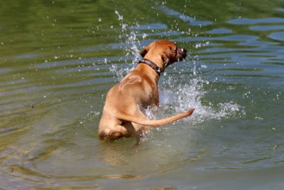 Allez! J'y vais! - I'm going!