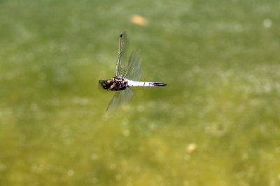 Premier essai d'une libellule déprimée en vol - First time that I managed to take a shot of this Libella Depressa in flight