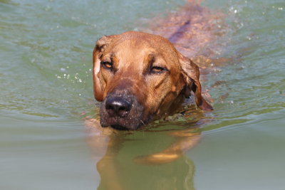 Cette baignade m'a fatiguée! I'm a little tired!
