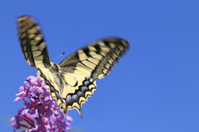 When Swallowtail lays, she clings to a flower and waves the wings quickly
