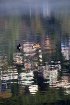 J'aime ces deux canards qui font la transition entre les reflets brumeux de l'arrire-plan et la mosaque de couleurs devant eux