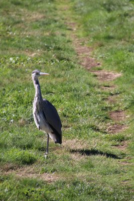 IMG_0451