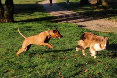 Essaie un peu de m'attraper! - Run and try to catch me... if you can!