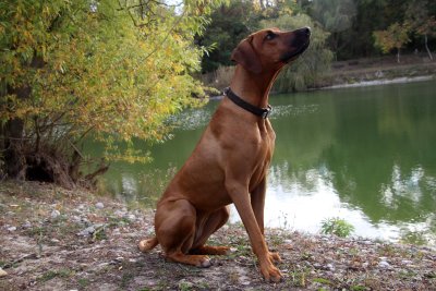 Nanouk awaits his reward! -Nanouk attend sagement sa récompense!