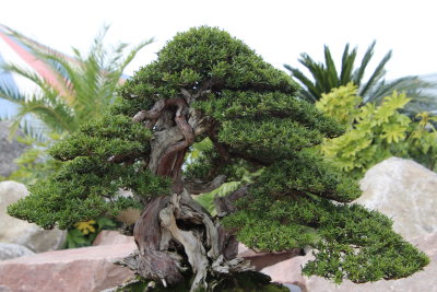 If du Japon (Taxus Cupidata)