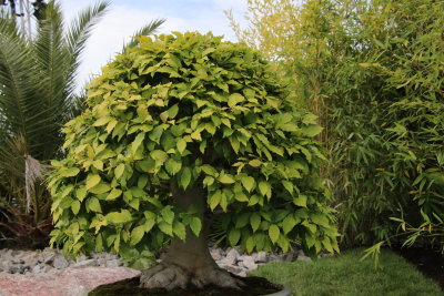 Htre Japonais (Fagus Crenata)