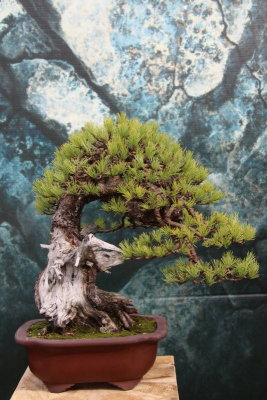 Pin Cembre (Pinus Cembra)