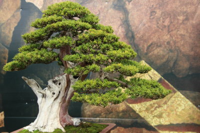 If du Japon (Taxus Cupidata)