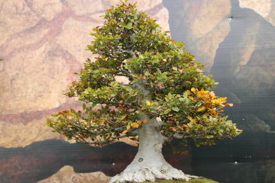 Htre Japonais (Fagus Crenata)