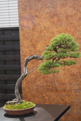 Pin  Sylvestre (Pinus sylvetris)