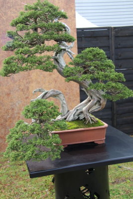 Sabine (Juniperus Sabina)