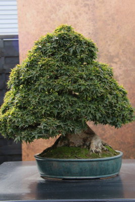 Erable japonais (Acer Palmatum Shishigashira)