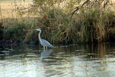 Lucky encounter with a grey heron in search of food
