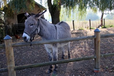 Kangoo le gentil petit ne de l'cluse n 8 nous accueille - Kangoo the pretty donkey welcomes us