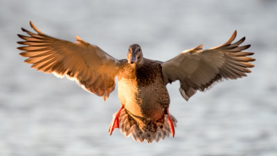 Sunset Mallard