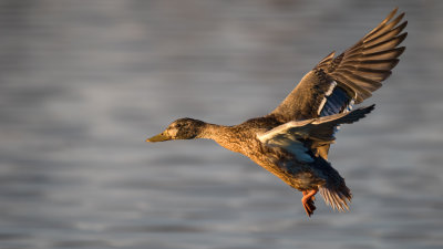 Sunset Mallard