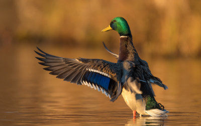 Sunset Mallard
