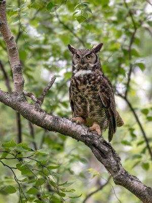 Great Horned Owl