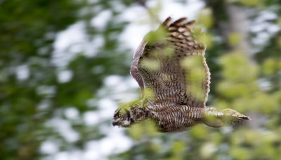 Great Horned Owl
