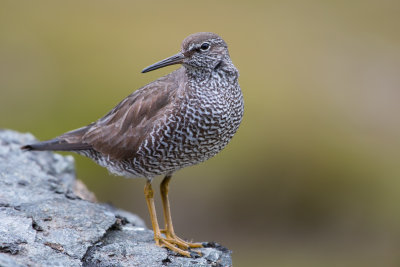 Wandering Tattler