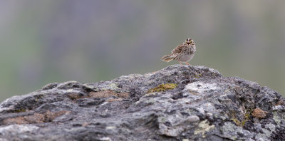 Savannah Sparrow