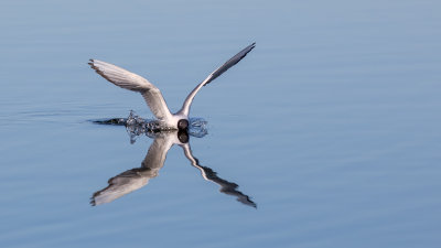 Bonapartes Gull