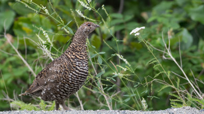 Spruce Grouse