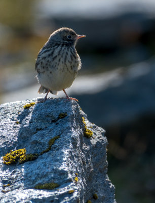 DSC_0141.jpg