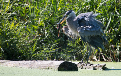 DSC_2414.jpg