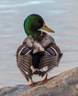 Mallard