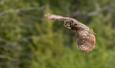 Great Horned Owl