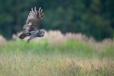 Great Gray Owl