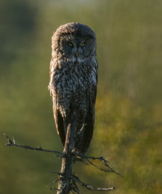 Great Gray Owl