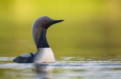 Pacific Loon