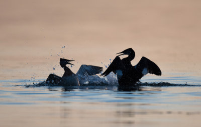 Red Necked Grebes