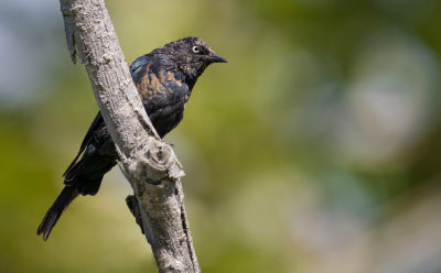 Rusty Blackbird