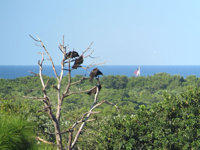 Turkey Vultures & Black Vultures, Bay Forest, Naples, FL
