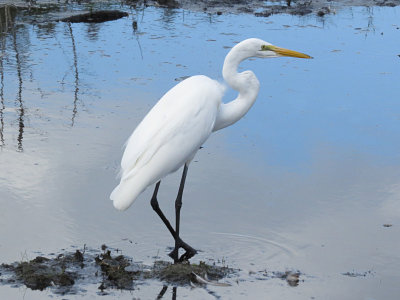 Great Egret, Bay Forest, Naples, FL