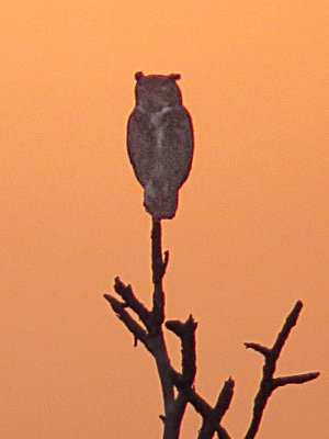 Great Horned Owl, Bay Forest, Naples, FL