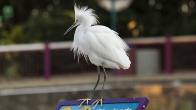 IMG_6151a.jpg