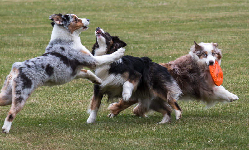 Frisbee Football